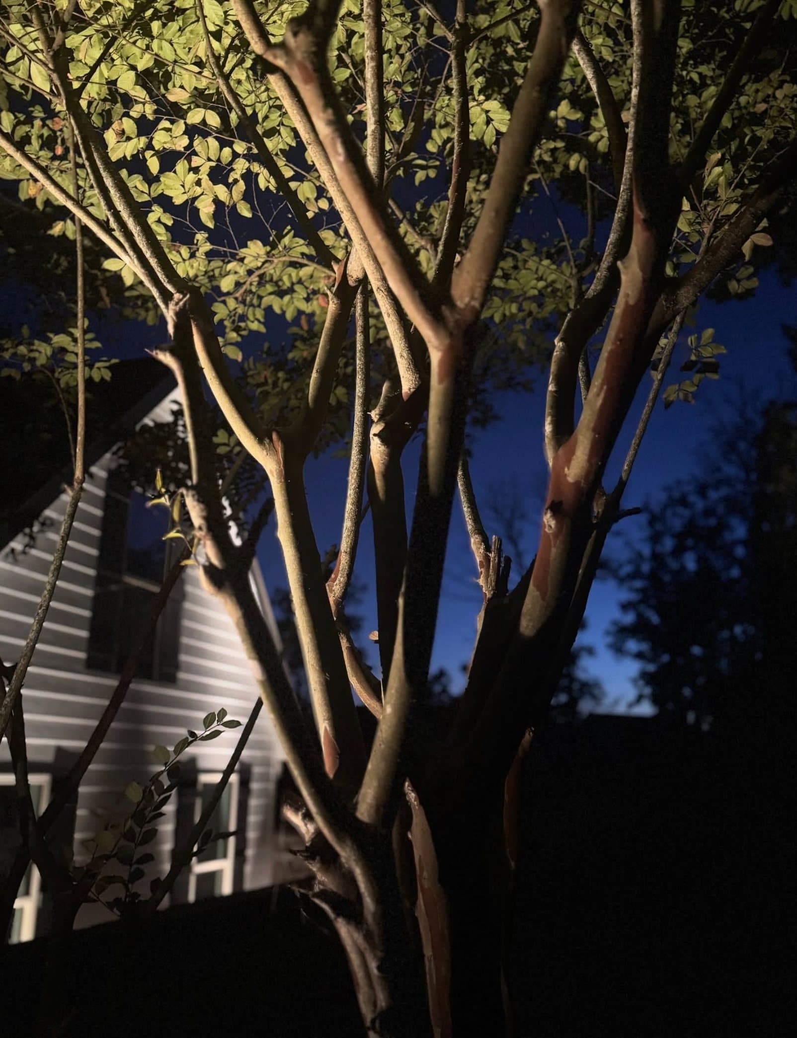 Multi-Trunk Tree Uplighting Multi-trunk tree with detailed uplighting