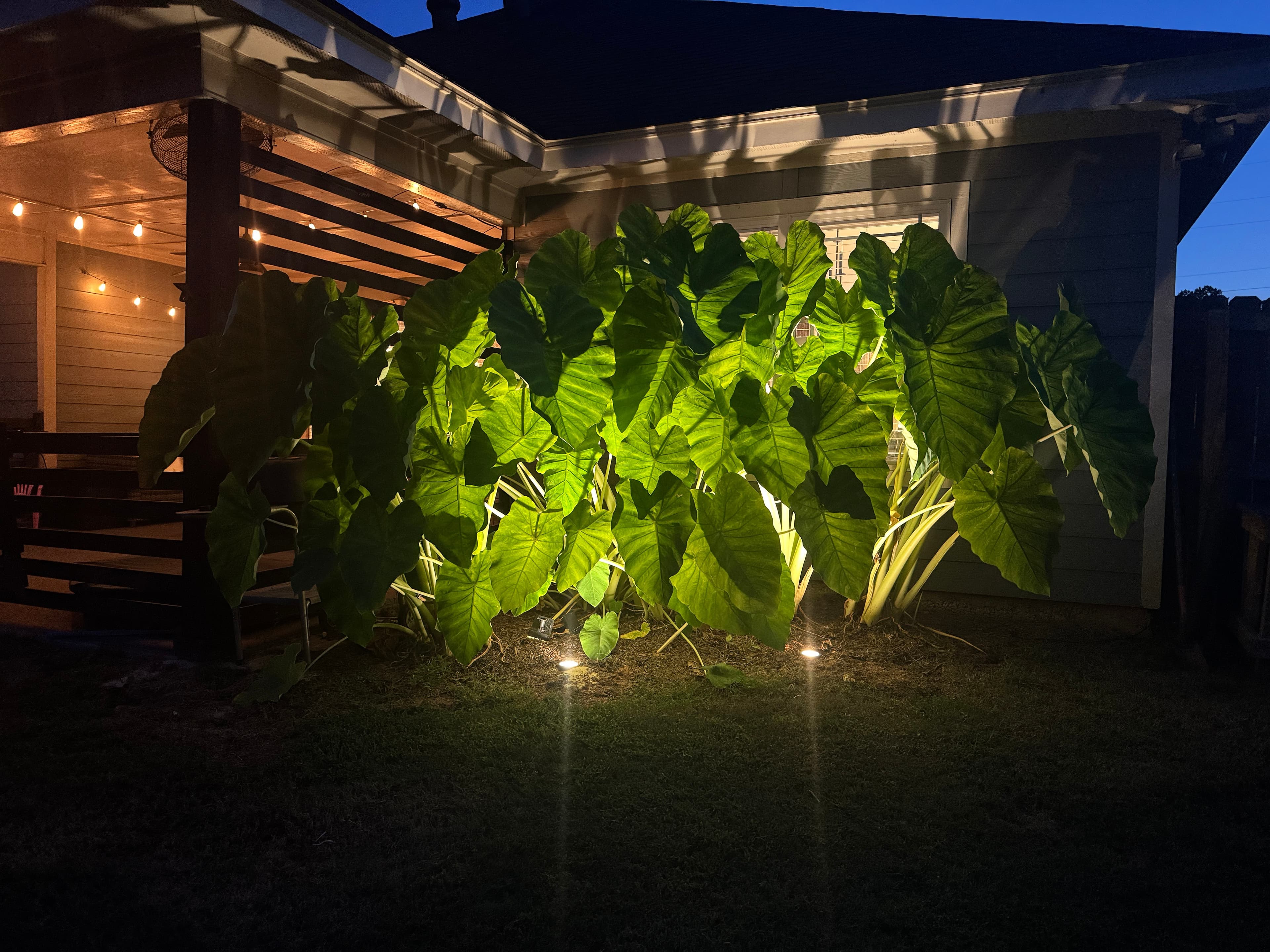 Dramatic Tropical Plant Uplighting Installation Large elephant ear plants dramatically illuminated from below with landscape spotlights at night